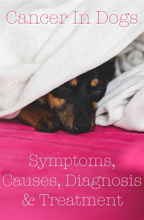 Lymphoma in dogs is a common type of cancer diagnosed in dogs. Cancer In Dogs - Symptoms, Causes And Treatment - The ...