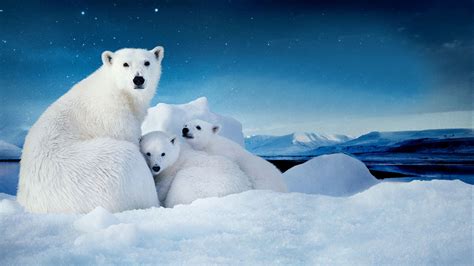Mama Polar Bear And Her Cubs