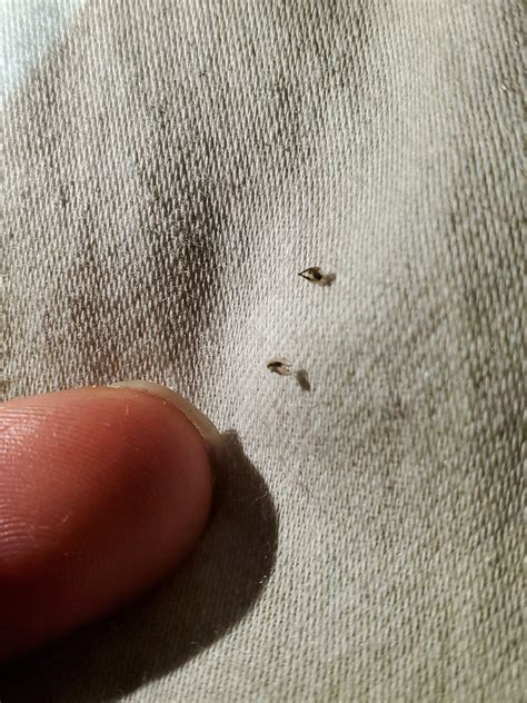 Tiny Black Flying Bugs In Bedroom That Fly At Light All Night They