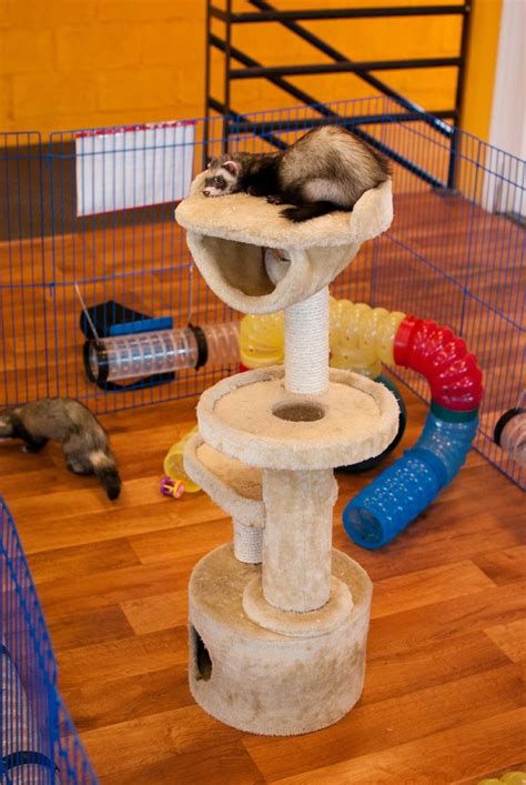 ferret toys diy cheap free homemade toys the holistic ferret forum are you looking for