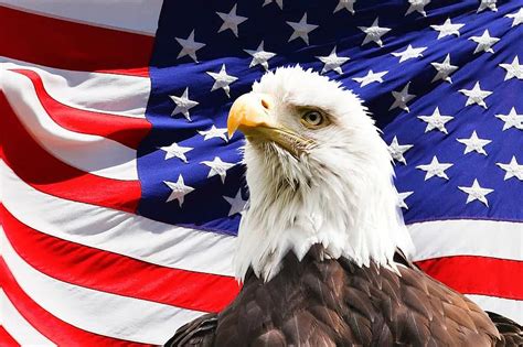 Eagle America Flag Bird Symbol American Bald Patriotic