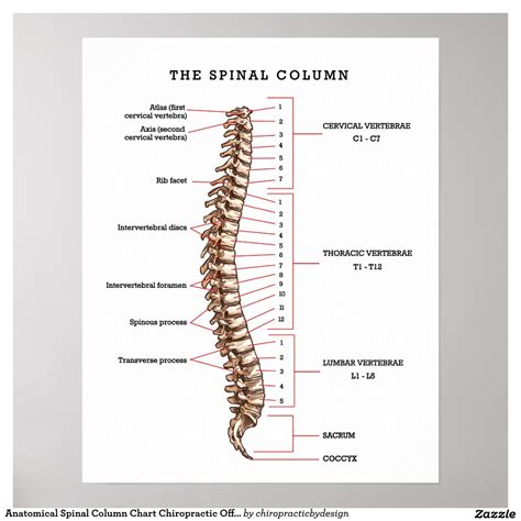 Anatomical Spinal Column Chart Chiropractic Office Zazzle In 2023