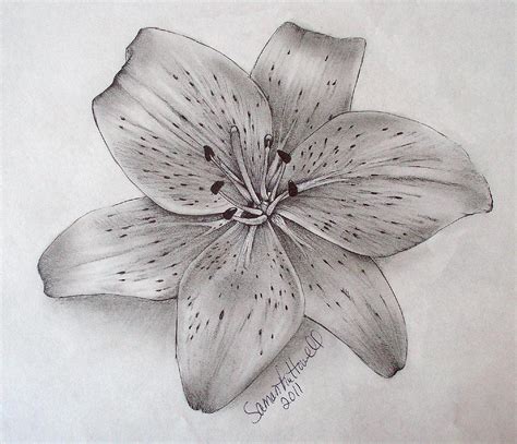 Tiger Lily Drawing By Samantha Howell