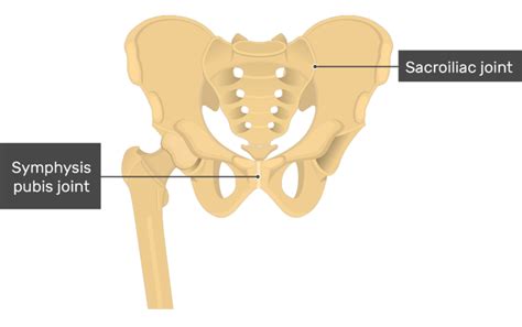 Hip Bone Anatomy Introduction