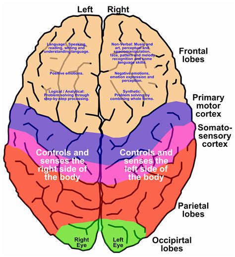 Atividades Teórico práticas em Metabolismo e Morfofisiologia Cortéx Cerebral