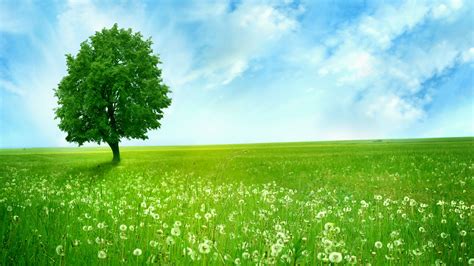Green Background Images Nature