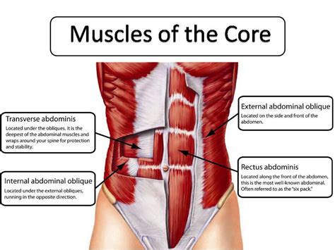 While running, you make use of all the leg muscles, so it is regarded as the best exercise for legs. core muscles | AroundWellington.com, online publication ...