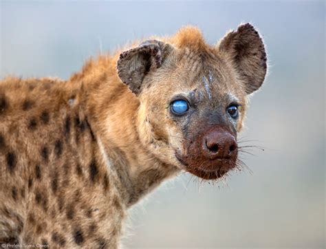 The Reflective Eyes Of The Hyena Hyaenidae