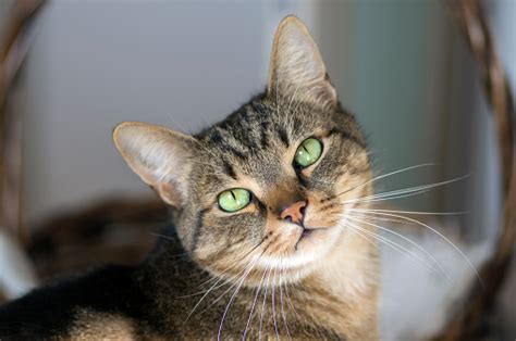 Domestic Marble Cat Portrait Eye Contace Cute Kitty Face Stock Photo