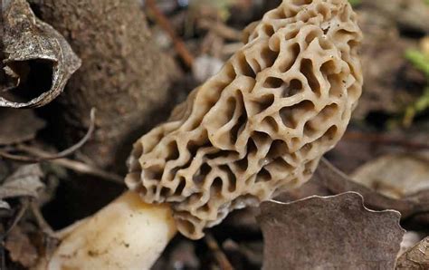 Mid Missouri Morels And Mushrooms Theyre Hereif You Know Right