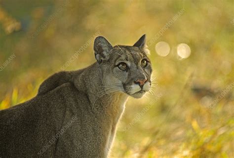Cougar Felis Concolor Stock Image Z9340698 Science Photo Library