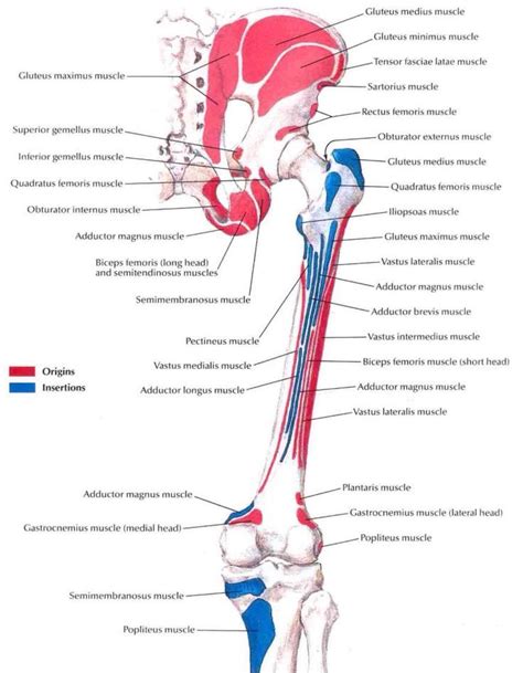 Groin Muscle Anatomy Muscles Arteries Veins And Lymphatic System