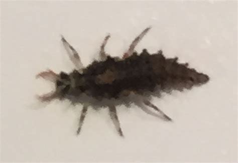 Lacewing Larva Bites Human Whats That Bug