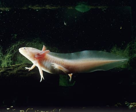 The Top 10 Animal Superpowers | Axolotl, Animals, Animals beautiful