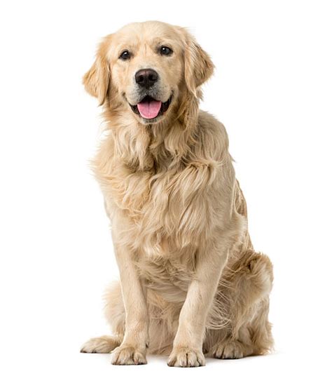 Golden Retriever Stock Photos Pictures And Royalty Free Images Istock