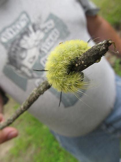These poisonous caterpillars are small and unobtrusive. Green caterpillar with black spikes - Acronicta americana ...