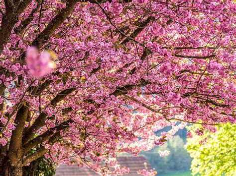 How To Prune A Cherry Blossom Tree Gardening Tips Advice And Inspiration