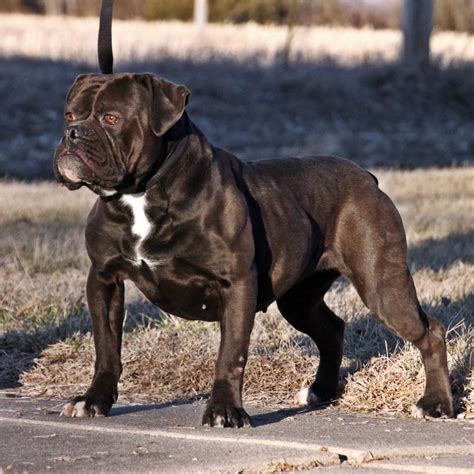 Evolution Olde English Bulldogges Olde English Bulldogge Puppies For Sale