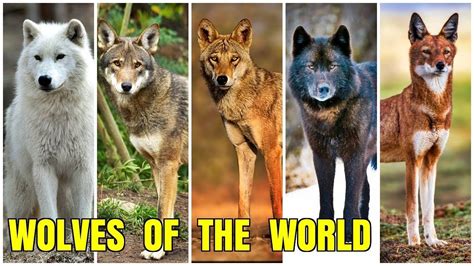All Wolf Species Wolf Species Husky