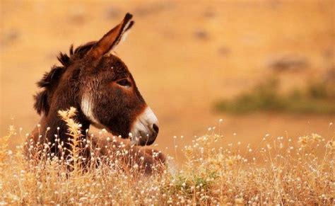 Donkey Wallpapers Hd Download