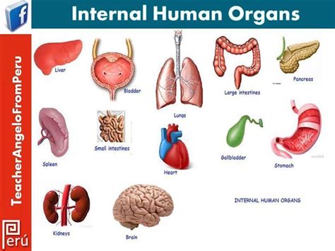The Body Organs B1
