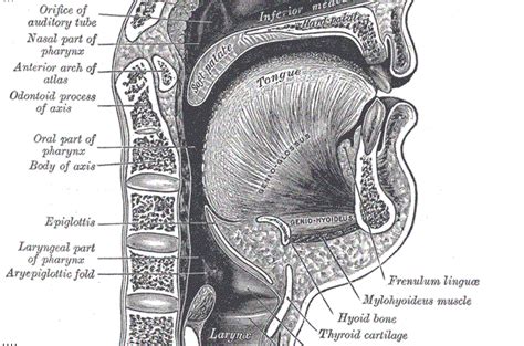 Speech Organs Gray Anatomy
