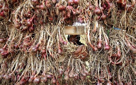 Seperti halnya bawang merah, bawang putih juga sering dijumpai di dapur kita. Wah! Perusahaan Ini Ekspor 20 Ton Bawang Merah Goreng ke ...