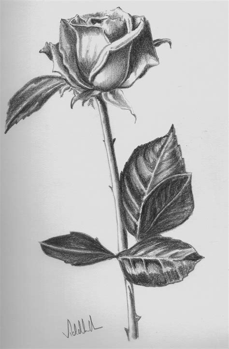 Shaded Rose Drawing At Explore Collection Of