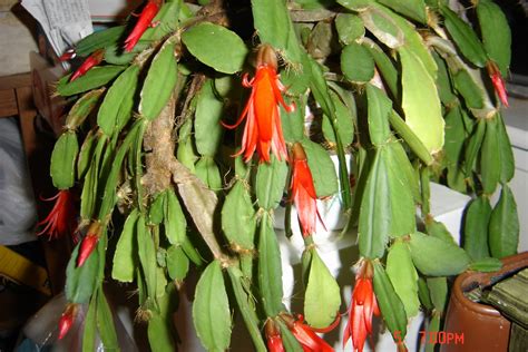 Although, even a mature cactus won't bloom unless it gets the proper care and lives in the right environment. QuiltNCards: An Evening Project & Easter Cactus Blooms
