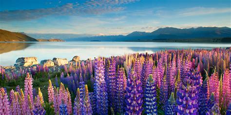 Best Time To Visit New Zealand Nz Holiday Planner