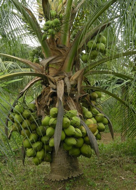 But, the discussion doesn't end here, due to the name, often creating a. dwarf coconut growers in california - DISCUSSING PALM ...