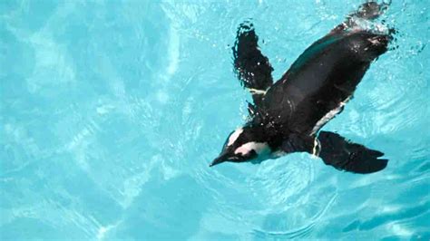How Do Penguins Use Their Wings To Swim Underwater
