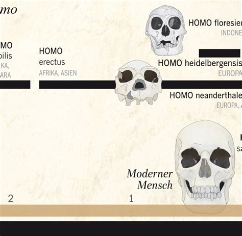 Homo naledi combines primitive with modern features and is not a direct ancestor of modern humans. Stammbaum Des Menschen Biologie