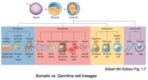 As models for human systems, researchers can use animal cells to examine a large range of disease mechanisms and. Cell Specialization - Biology 212 with Coffman at Iowa ...