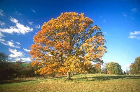 Beautiful Oak Tree Photograph By Michael Englund Pixels