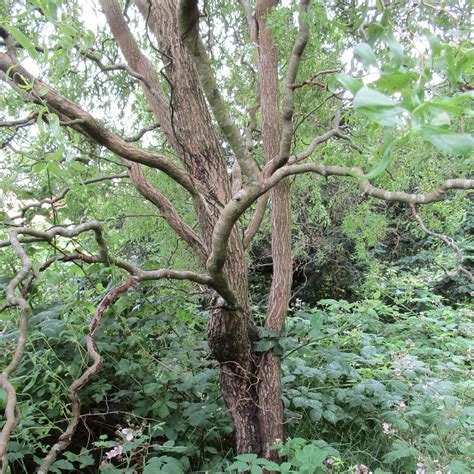 Salix Babylonica Var Pekinensis Tortuosa In Cathays Cemetery