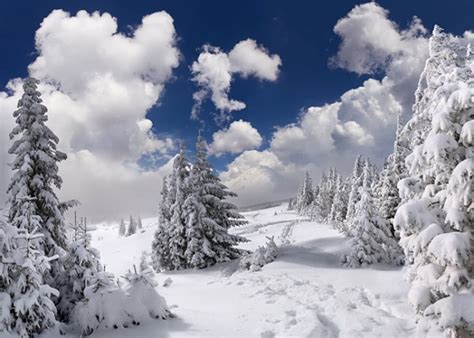 Winter Wonderland Background For Zoom Carrotapp