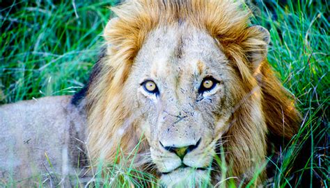 Birçok uluslararası kuruluş gibi merkezi buradadır. Only 250 lions are left in West Africa - Futurity