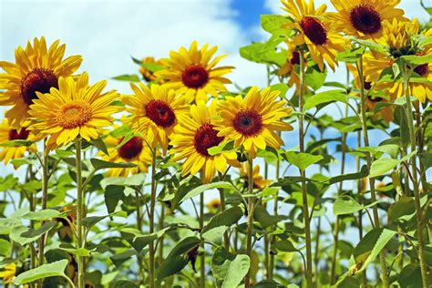 Sunflower Care 101 The Complete Guide To Growing Sunflowers