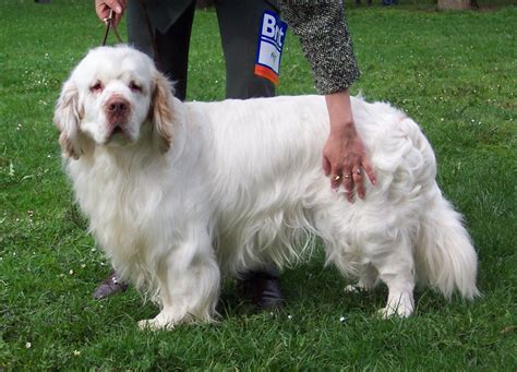 Clumber Spaniel Dog Breed Characteristics Facts Best Guide