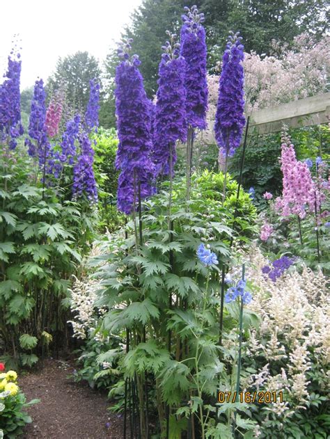 Tall Blue Gardenflowers Pinterest