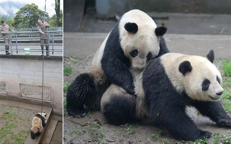 Who Said Romance Was Dead Giant Pandas Finally Mate After Being Poked
