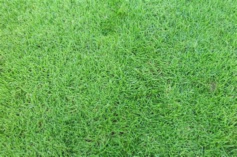 Cara Merawat Rumput Jepang Agar Tumbuh Dengan Baik