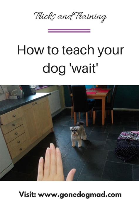 How To Teach Your Dog Wait A Step By Step Guide Dog Waiting Dog