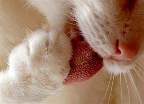 Tongue Cancer Squamous Cell Carcinoma In Cats Petmd