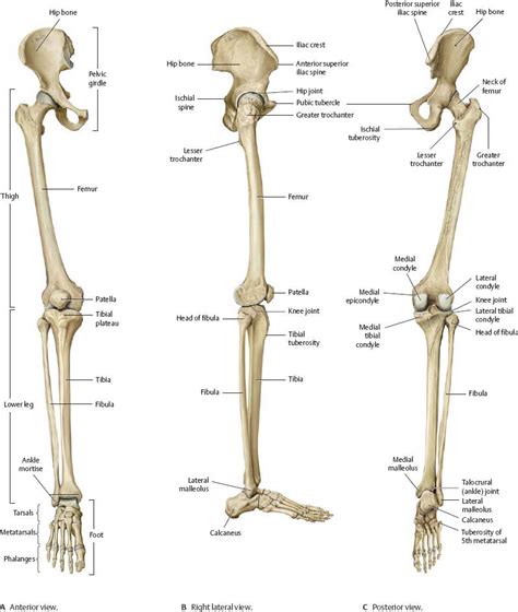 Leg Bone Anatomy Chart