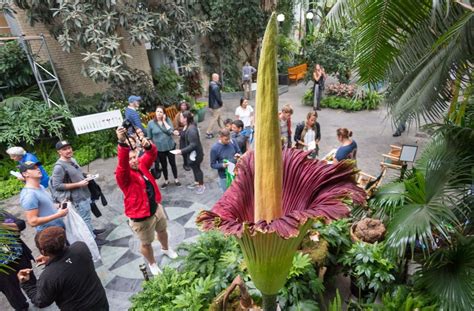 Deswegen hat das hohenheimer team sie auch „surprise getauft. Bild des Tages: Potente Titanwurz - Panorama - Stuttgarter ...