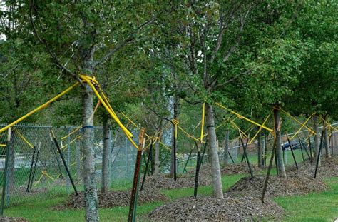 Get step by step instructions for staking a tree in this guide. joe gardener® | Organic Gardening Like a Pro