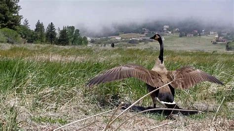 We did not find results for: Beautiful Lake Cuyamaca at Julian Cabins! - YouTube