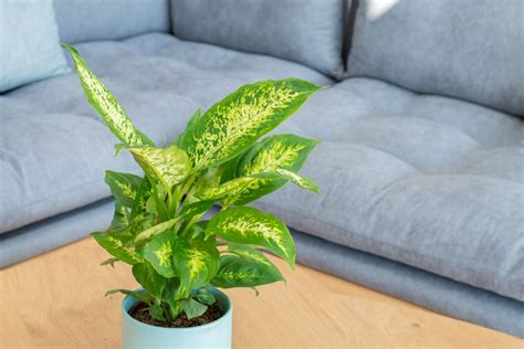 Which Houseplants Are Poisonous Nabta Health